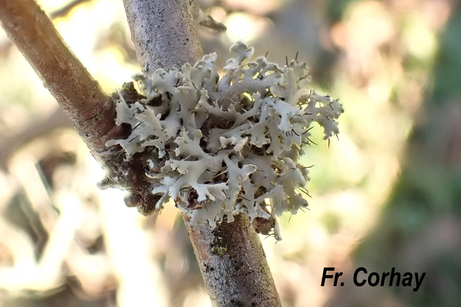 Physcia tenella