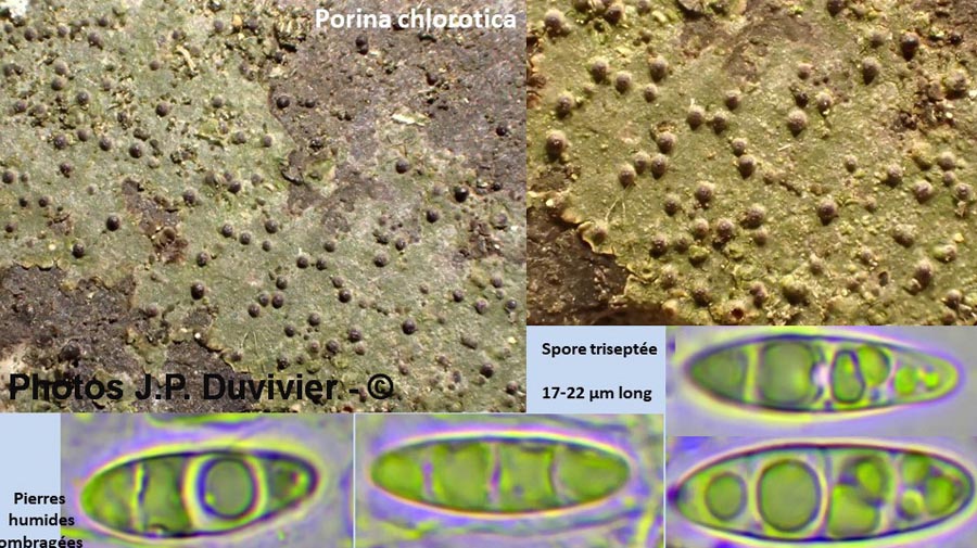 Porina chlorotica