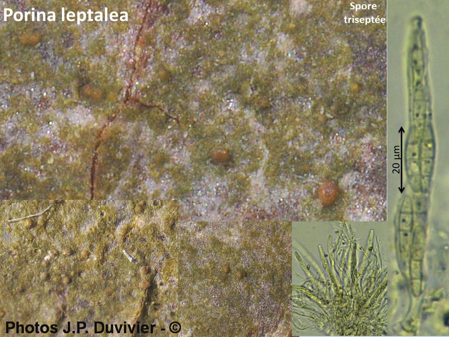 Porina leptalea