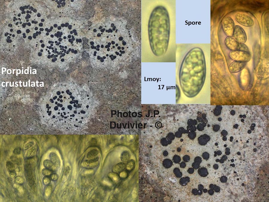 Porpidia crustulata