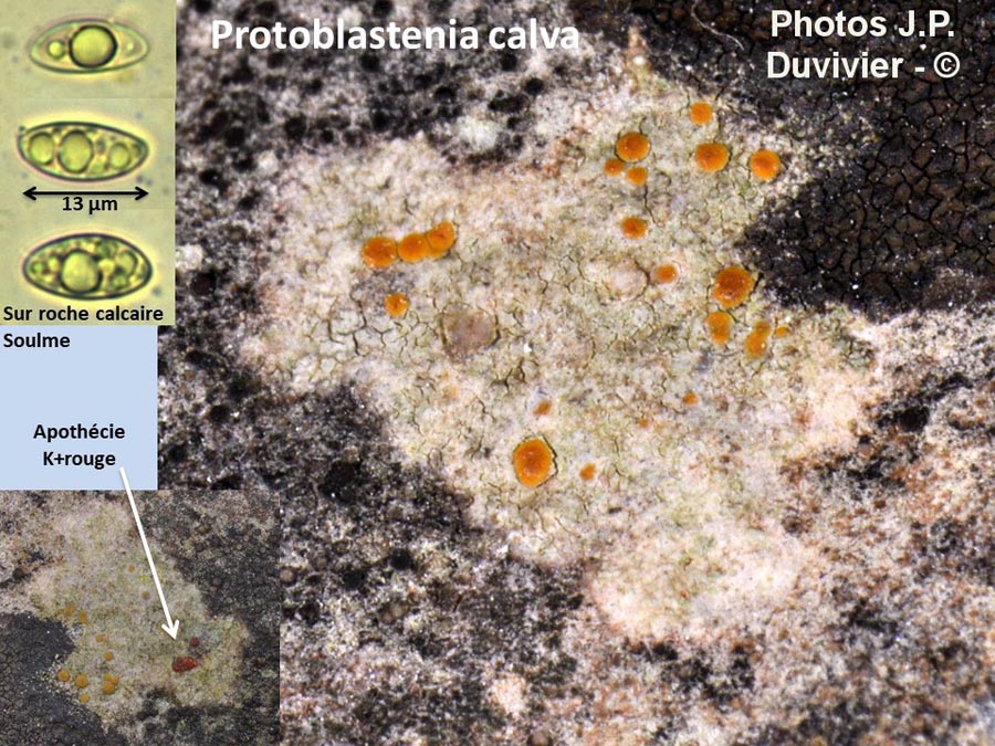 Protoblastenia calva