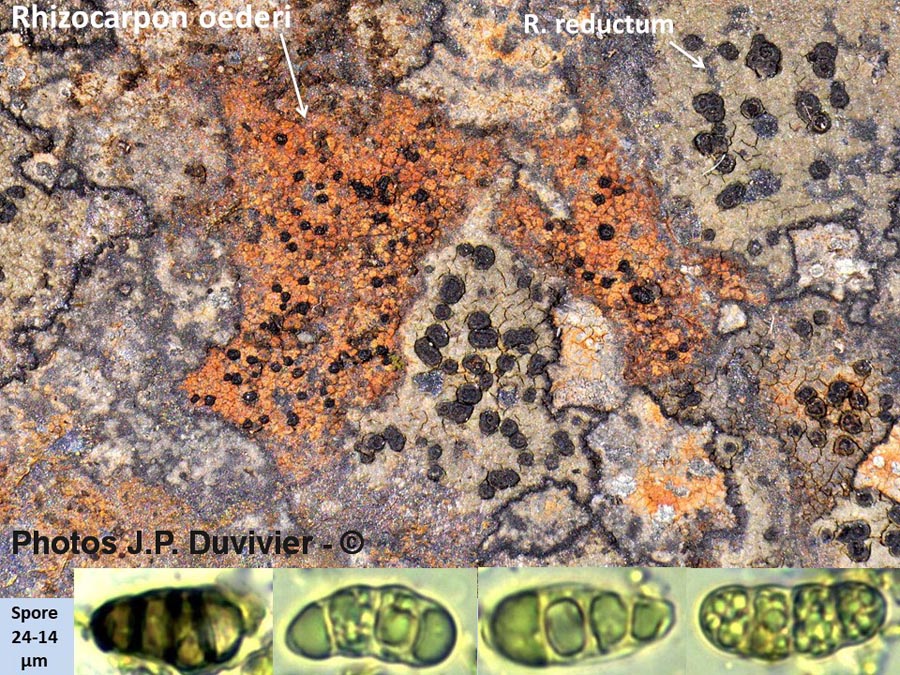 Rhizocarpon oederi