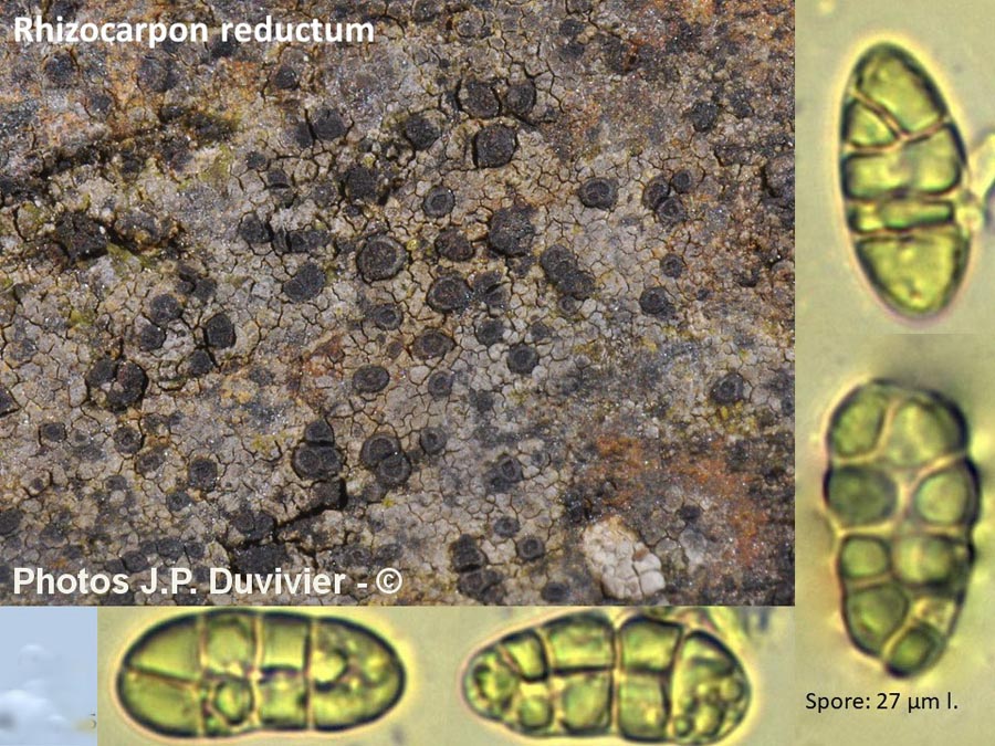 Rhizocarpon reductum