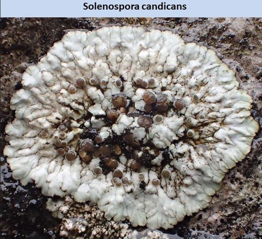 Solenospora candicans