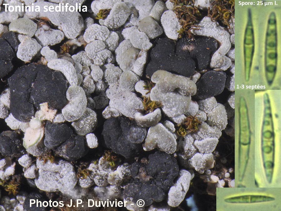 Toninia sedifolia