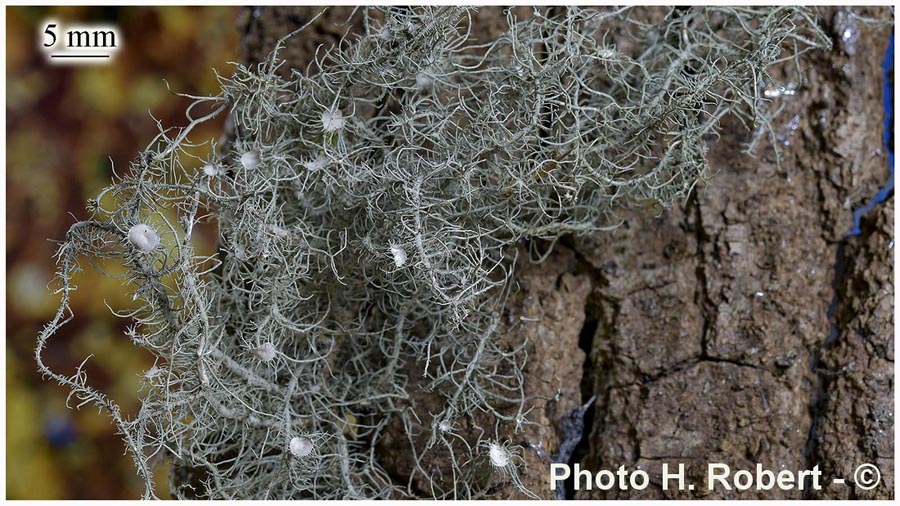 Usnea intermedia