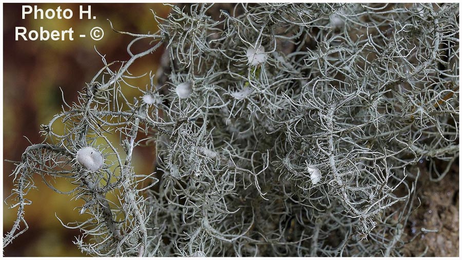 Usnea intermedia