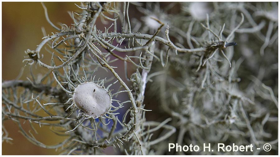 Usnea intermedia