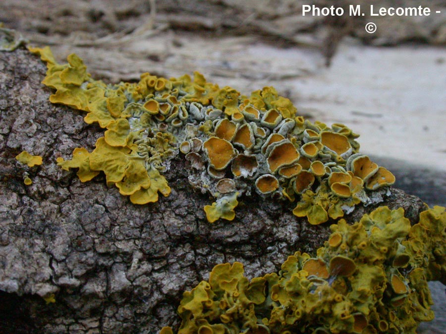 Xanthoria parietina