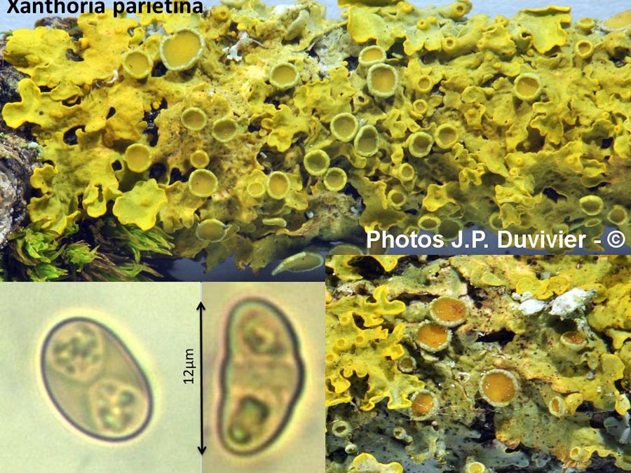 Xanthoria parietina