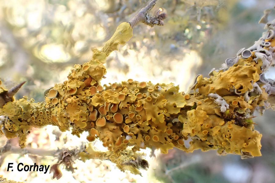 Xanthoria parietina