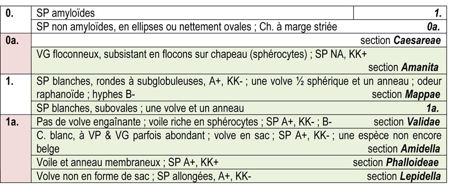 Le genre AMANITA