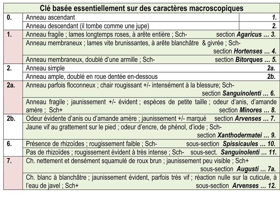 Le genre AGARICUS