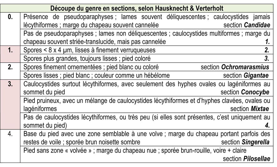 Le genre Conocybe