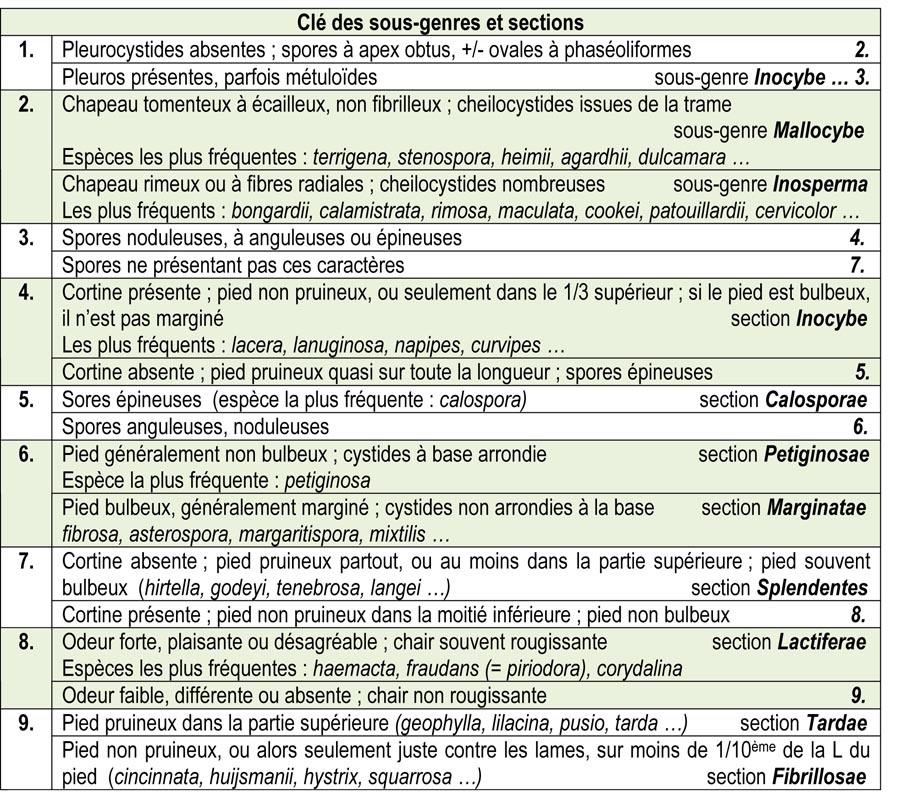 Le genre INOCYBE