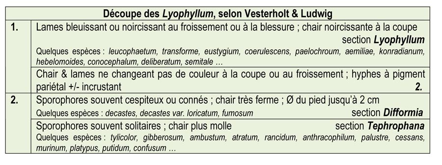 Le genre LYOPHYLLUM