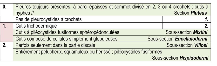 Pluteus