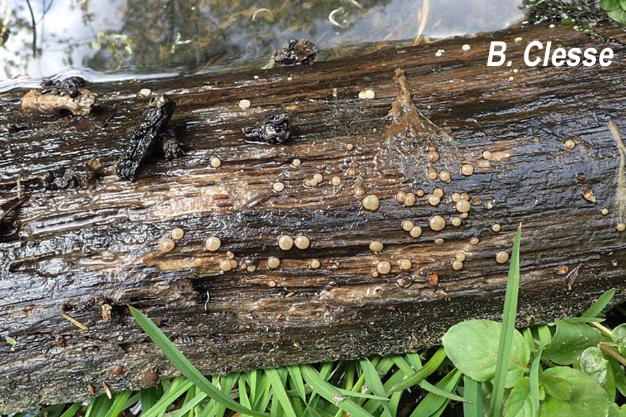 Adelphella babingtonii