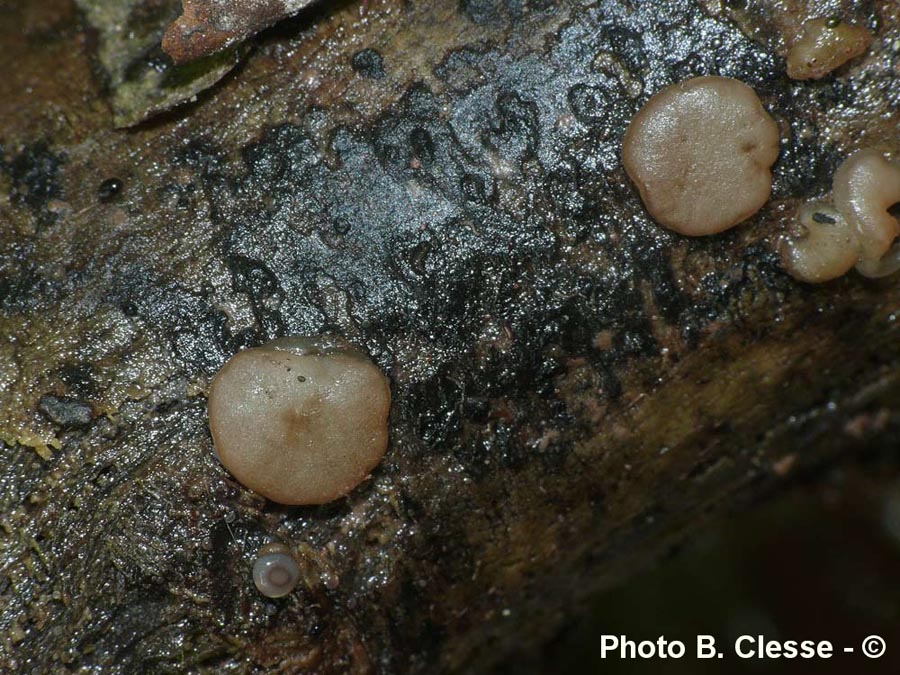 Adelphella babingtonii