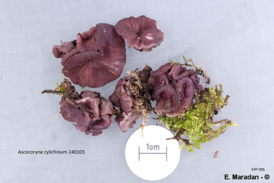 Ascocoryne cylichnium