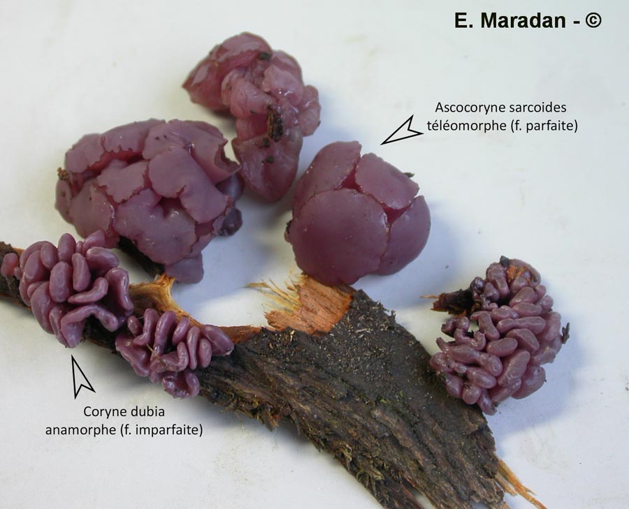 Ascocoryne sarcoides