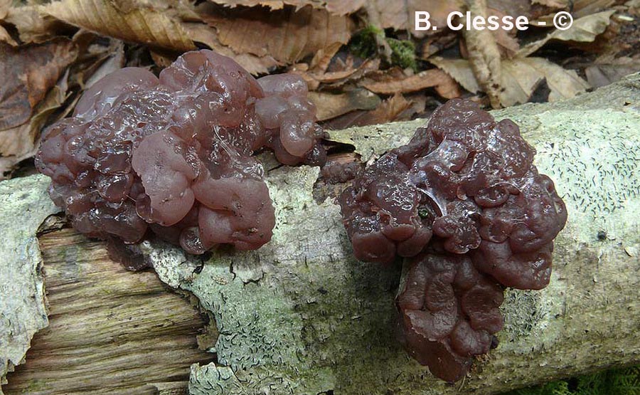 Ascotremella faginea