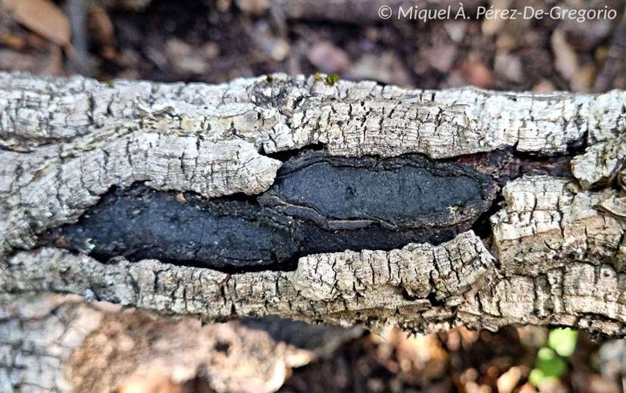 Biscogniauxia mediterranea