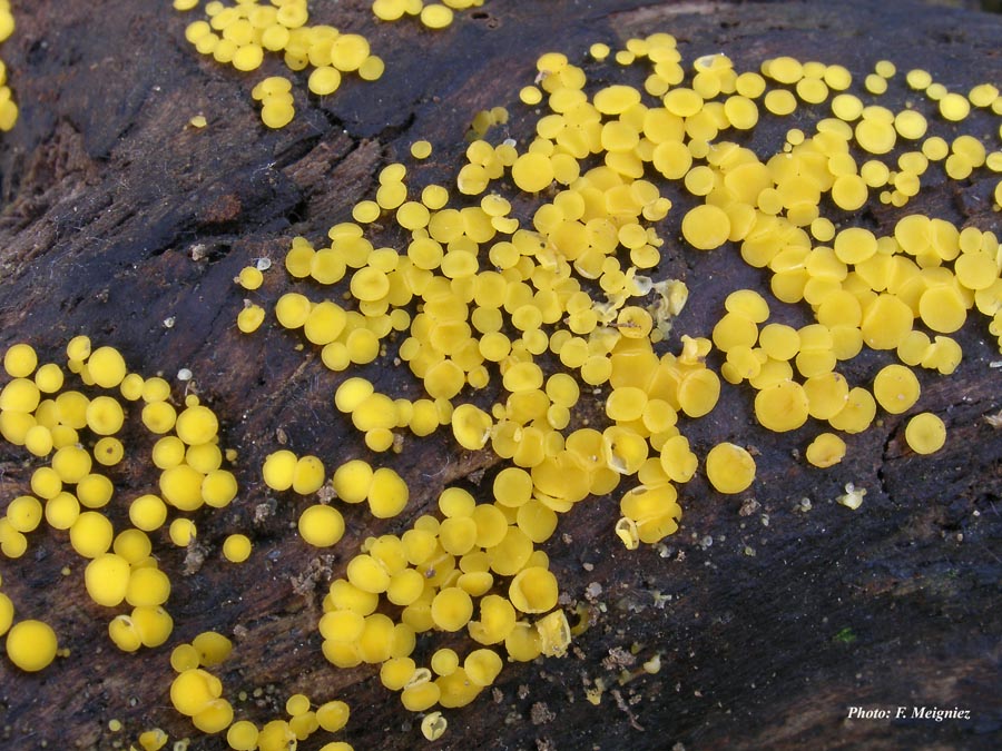 Bisporella citrina