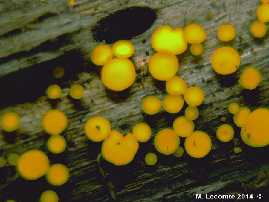 Bisporella citrina