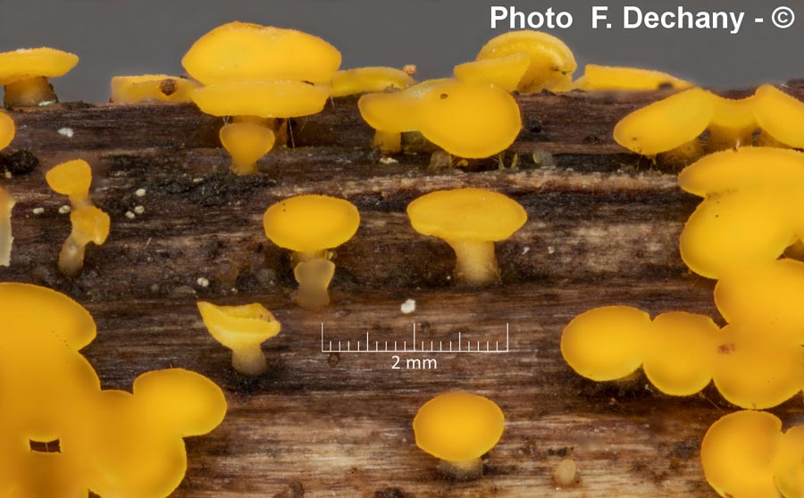 Bisporella citrina