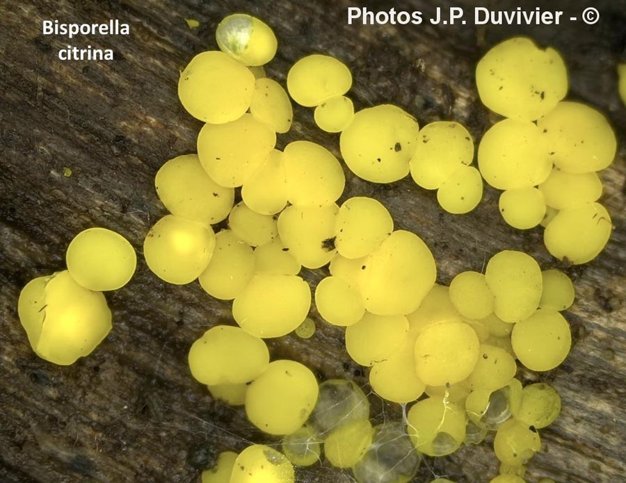 Bisporella citrina