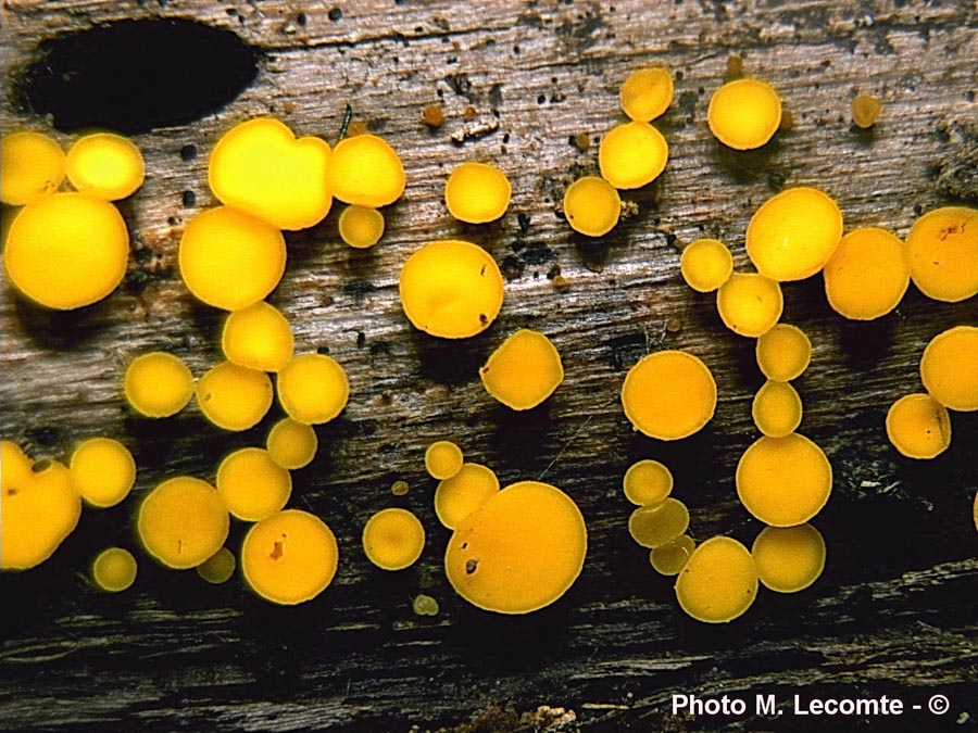 Bisporella citrina