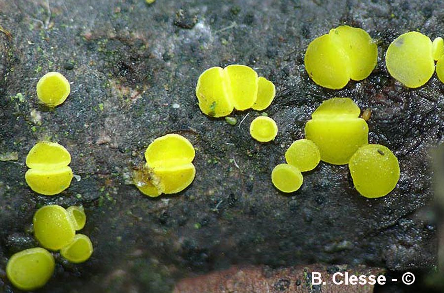 Bisporella sulfurina