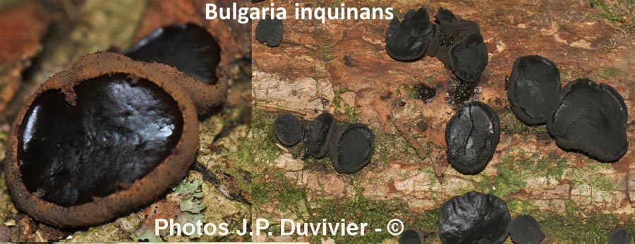 Bulgaria inquinans