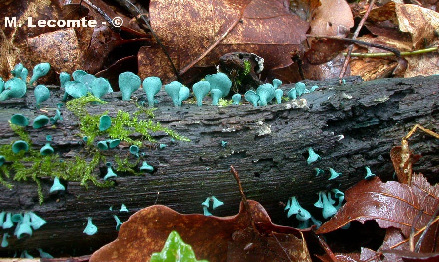 Chlorociboria aeruginascens