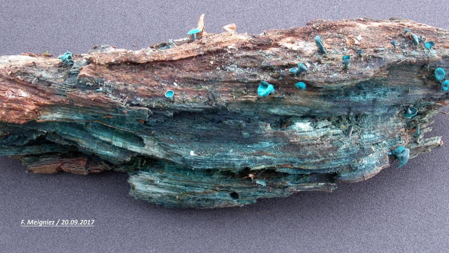 Chlorociboria aeruginascens