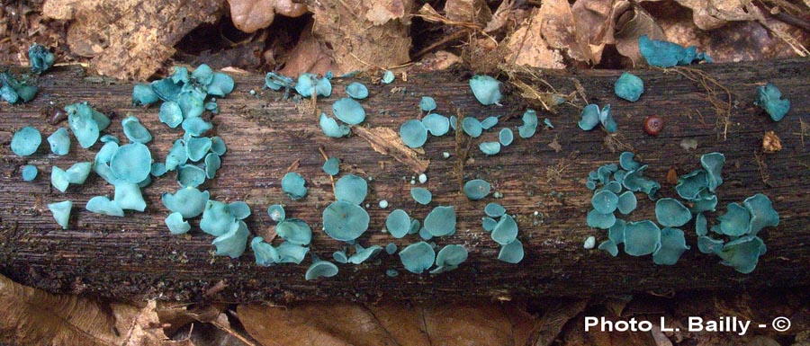 Chlorociboria aeruginascens