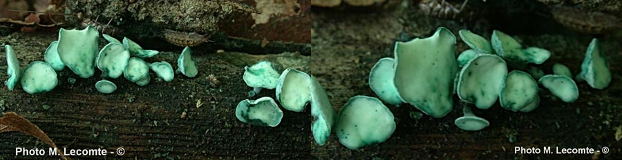 Chlorociboria aeruginascens