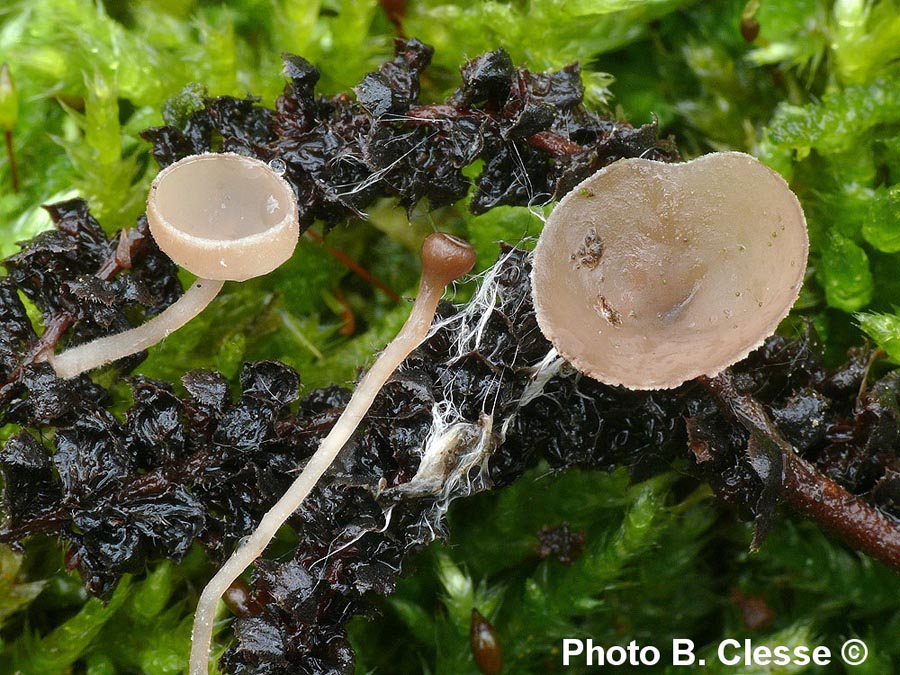 Ciboria amentacea