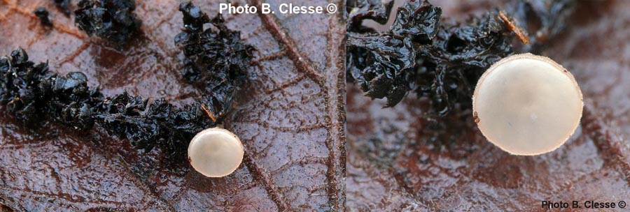 Ciboria amentacea