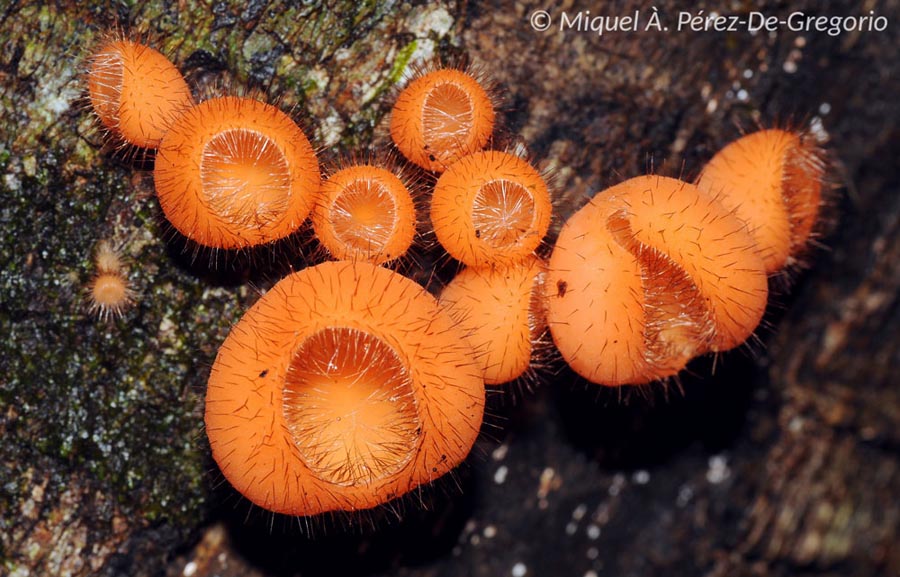 Cookeina tricholoma