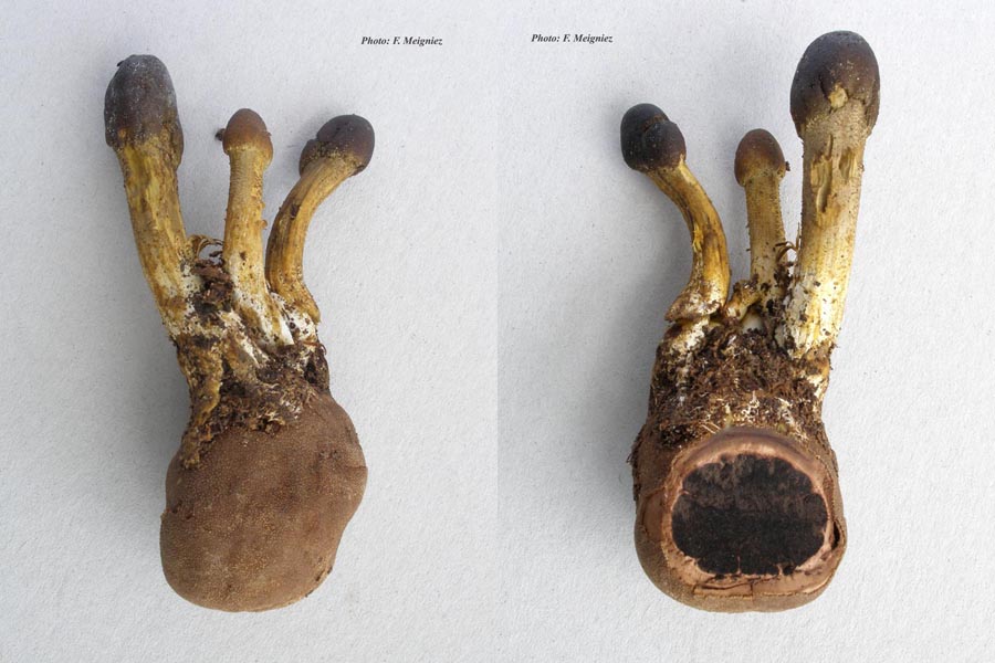 Cordyceps capitata