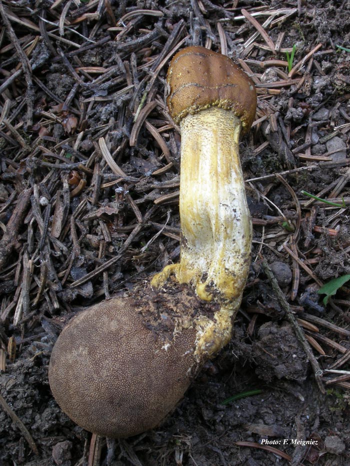 Cordyceps capitata