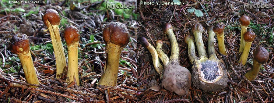 Cordyceps capitata