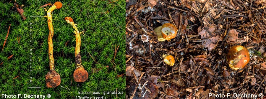 Cordyceps capitata