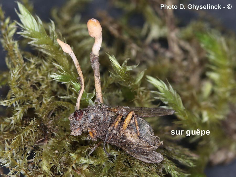 Cordyceps ditmarii