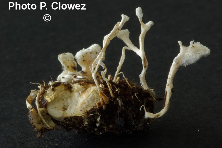Cordyceps farinosa