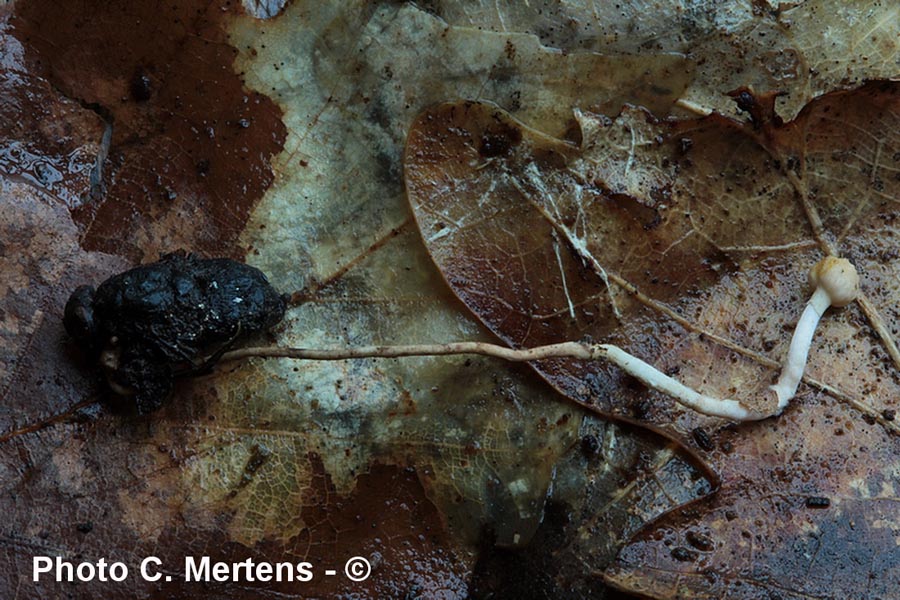 Cordyceps forquignonii