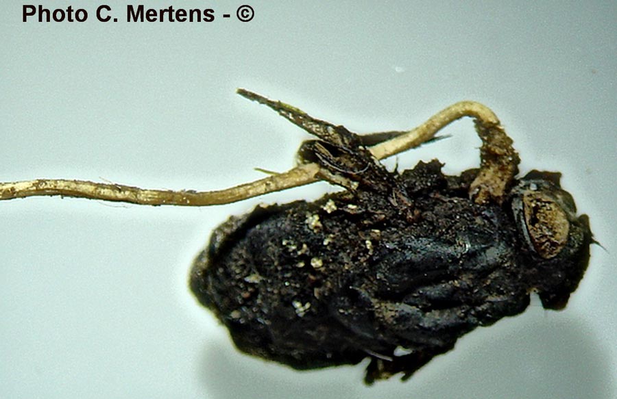 Cordyceps forquignonii