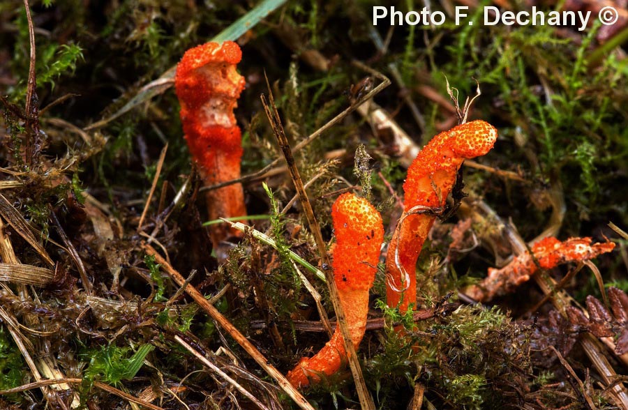 Cordyceps militaris